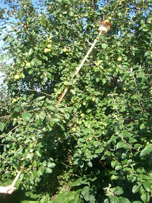 Fruktplockarkorg p� skaft